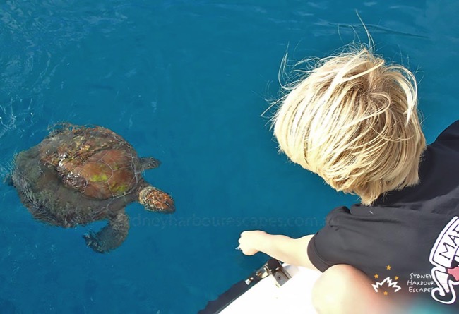 Playing with Turtle 1 Whitsundays 