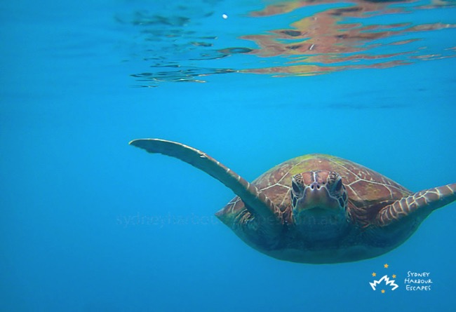 Underwater Turtle on Whitsundays 