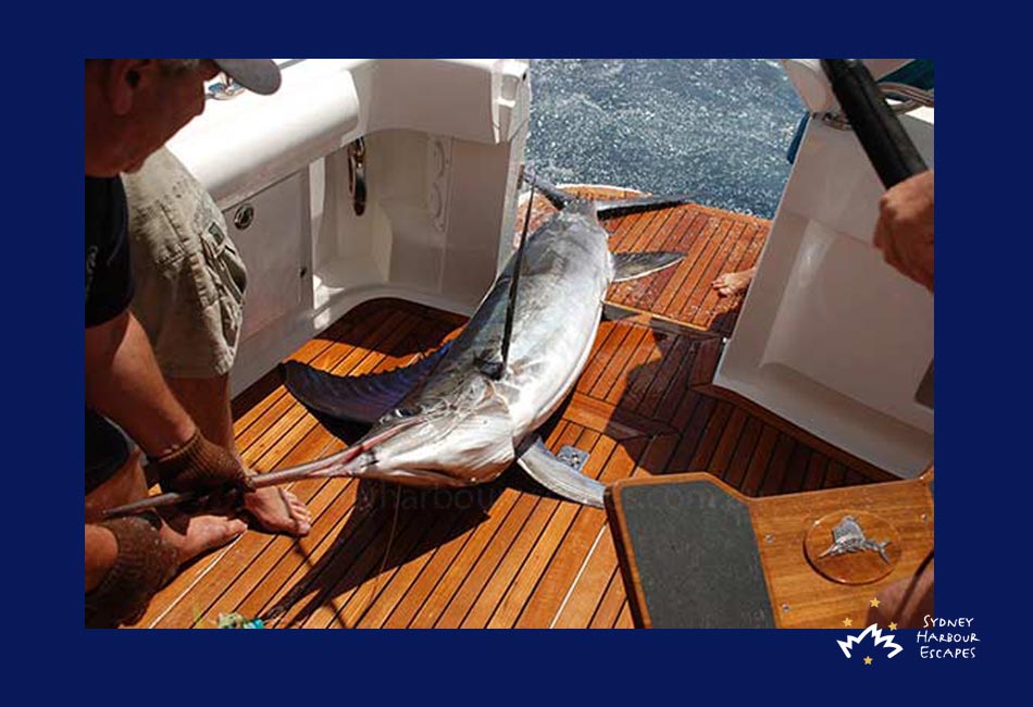 Pisces Boat Hire - Private Fishing Charter - Sydney Harbour