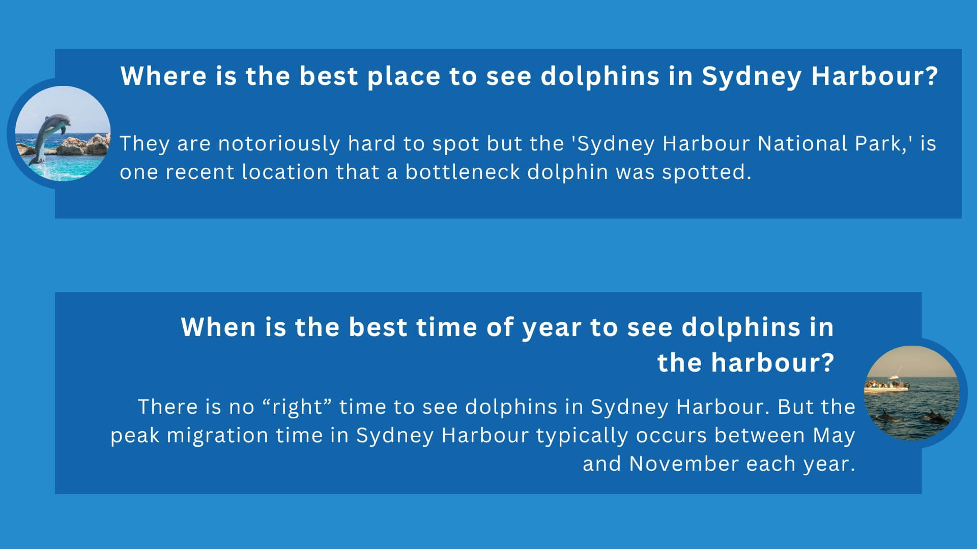 An infographic about dolphins in sydney harbour with two questions and answers related to it.