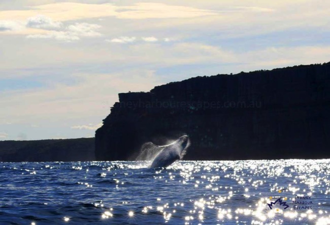 Las Brisas Whale Watching 