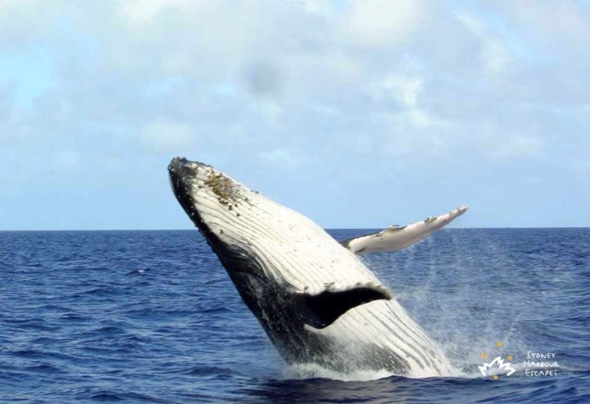 Las Brisas Whale Watching Closeup 