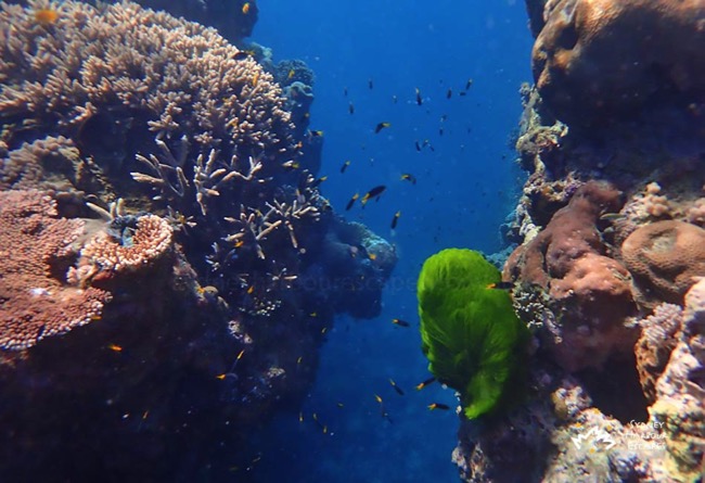 Beautiful Colors Under Whitsundays Water 