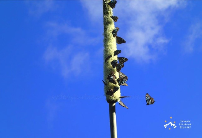 Butterflies on the nectar Whitsundays 