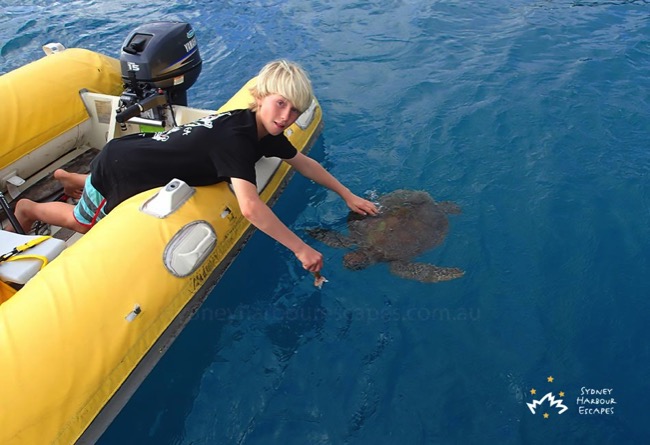 Feeding Turtle 1 Whitsundays 