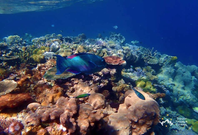 Fish and Corals Whitsundays 