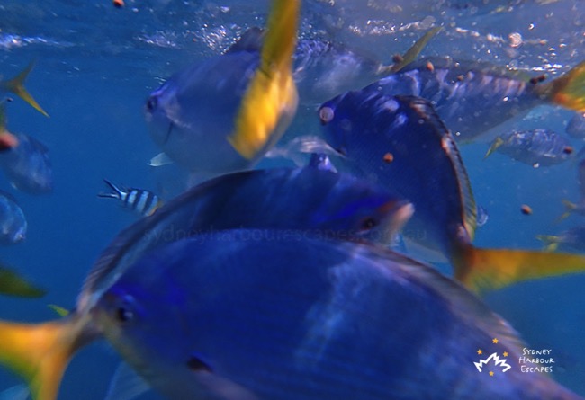 Fish under Whitsundays Water 