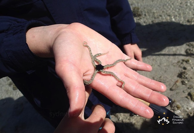 Found Star Fish in Whitsundays 