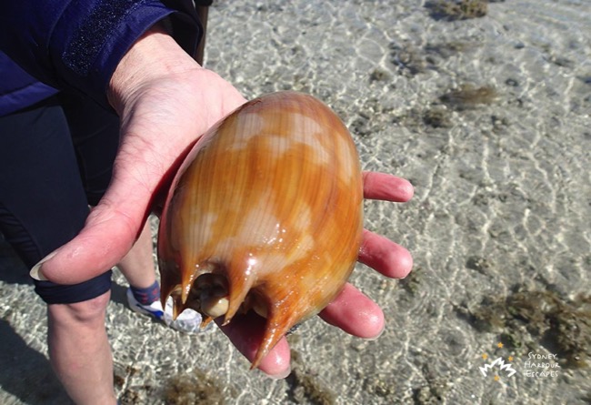 Found a Shell in Whitsundays 