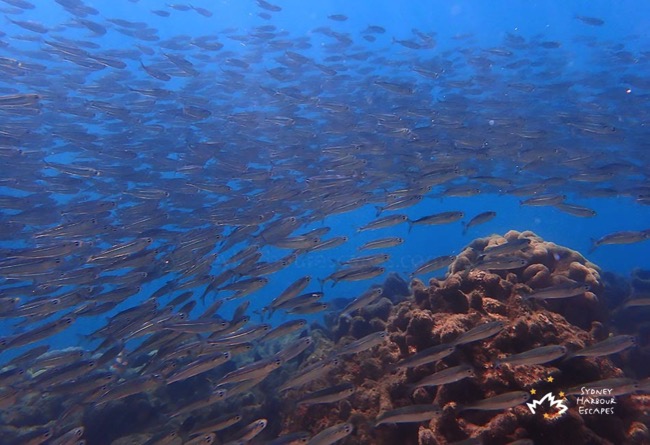 Hundreds of Fish under Whitsundays Water 