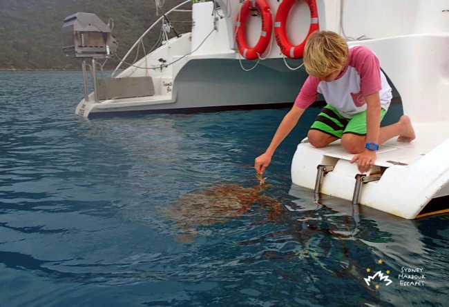 Max feeding turtle in Whitsundays 