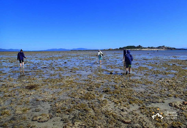 Reef Walking 1 Whitsundays 