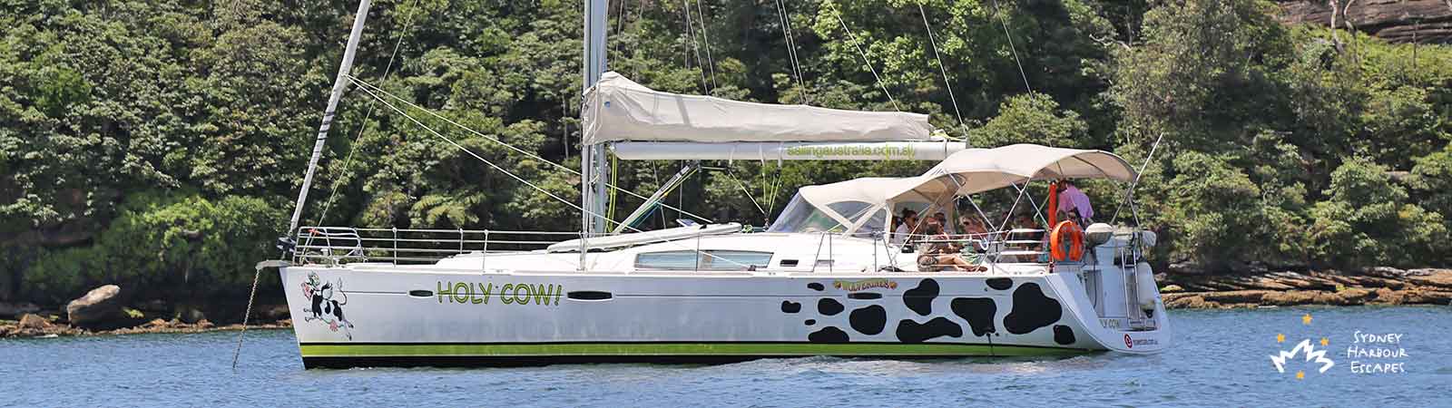 Holy cow on Sydney Harbour