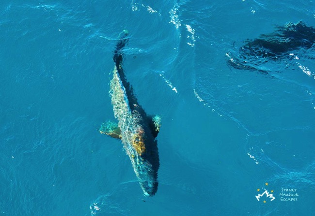 Sydney Sundancer Feeding Fish Whitsundays 