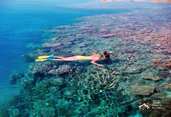 Sydney Sundancer Snorkeling Whitsundays 