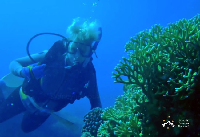 Sydney Sundancer Under Water Whitsundays 