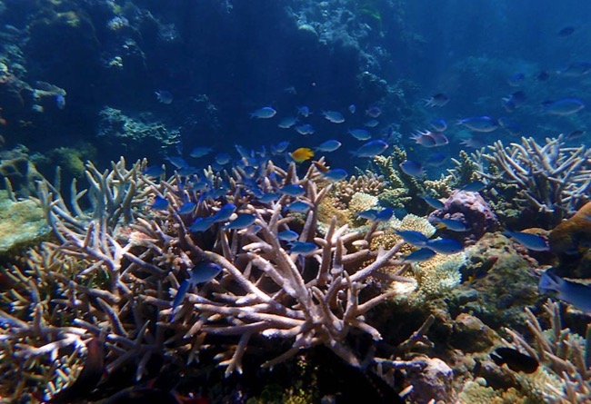 Sydney Sundancer Watching Fish Whitsundays 