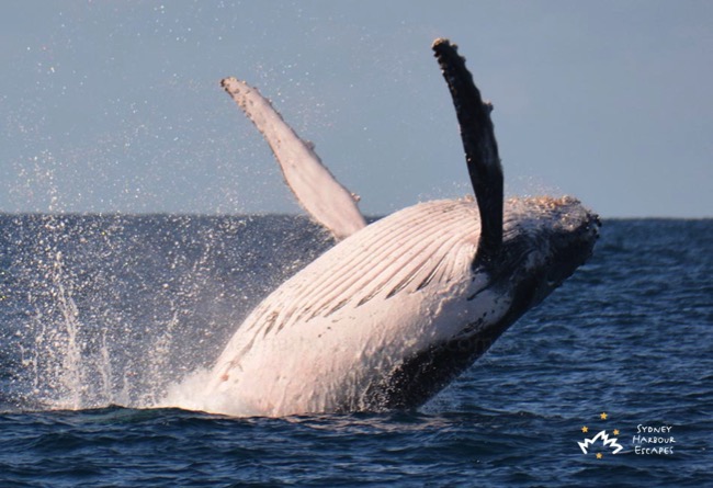 Sydney Sundancer Whale Watching 