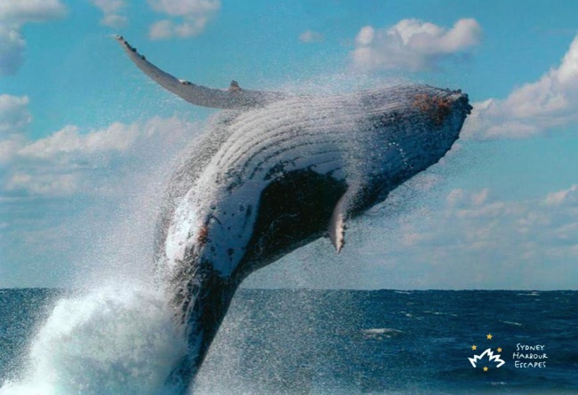 Sydney Sundancer Whale in Whitsundays 