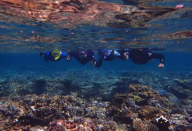 Sydney Sundancer four Snorkelling Whitsundays 